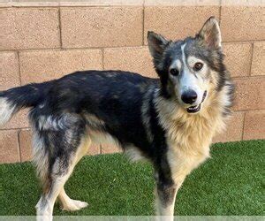 santa clarita animal shelters|Dogs for Adoption Near Santa Clarita, CA .
